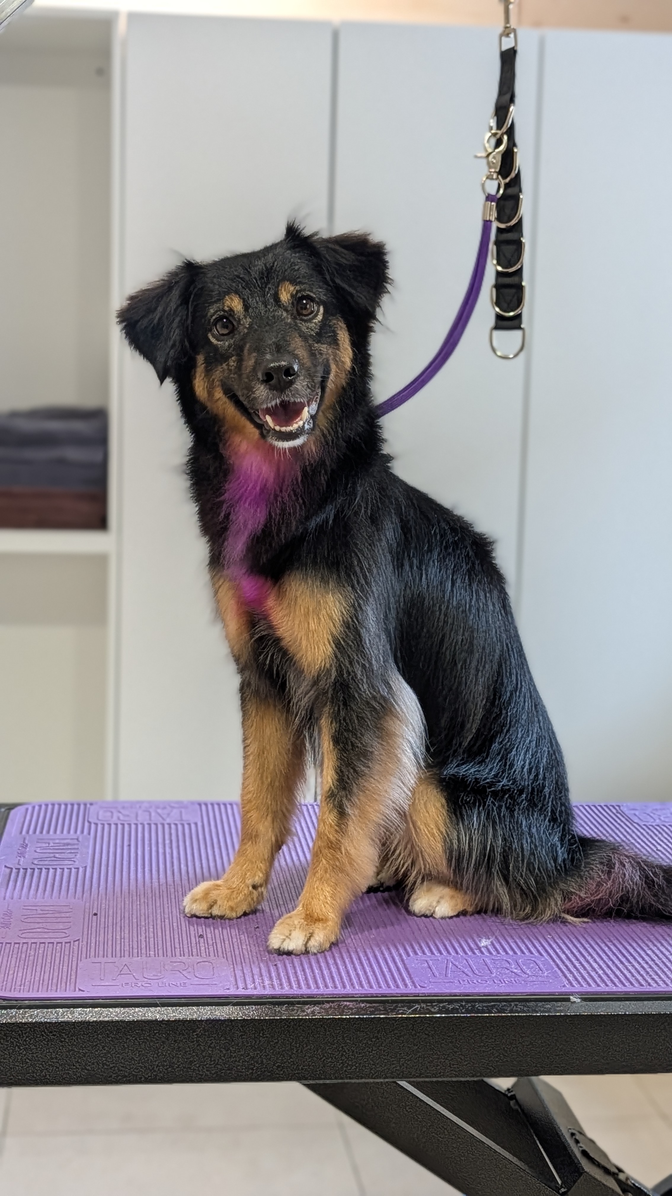 Mišrūnų (mixed breed) kirpimas