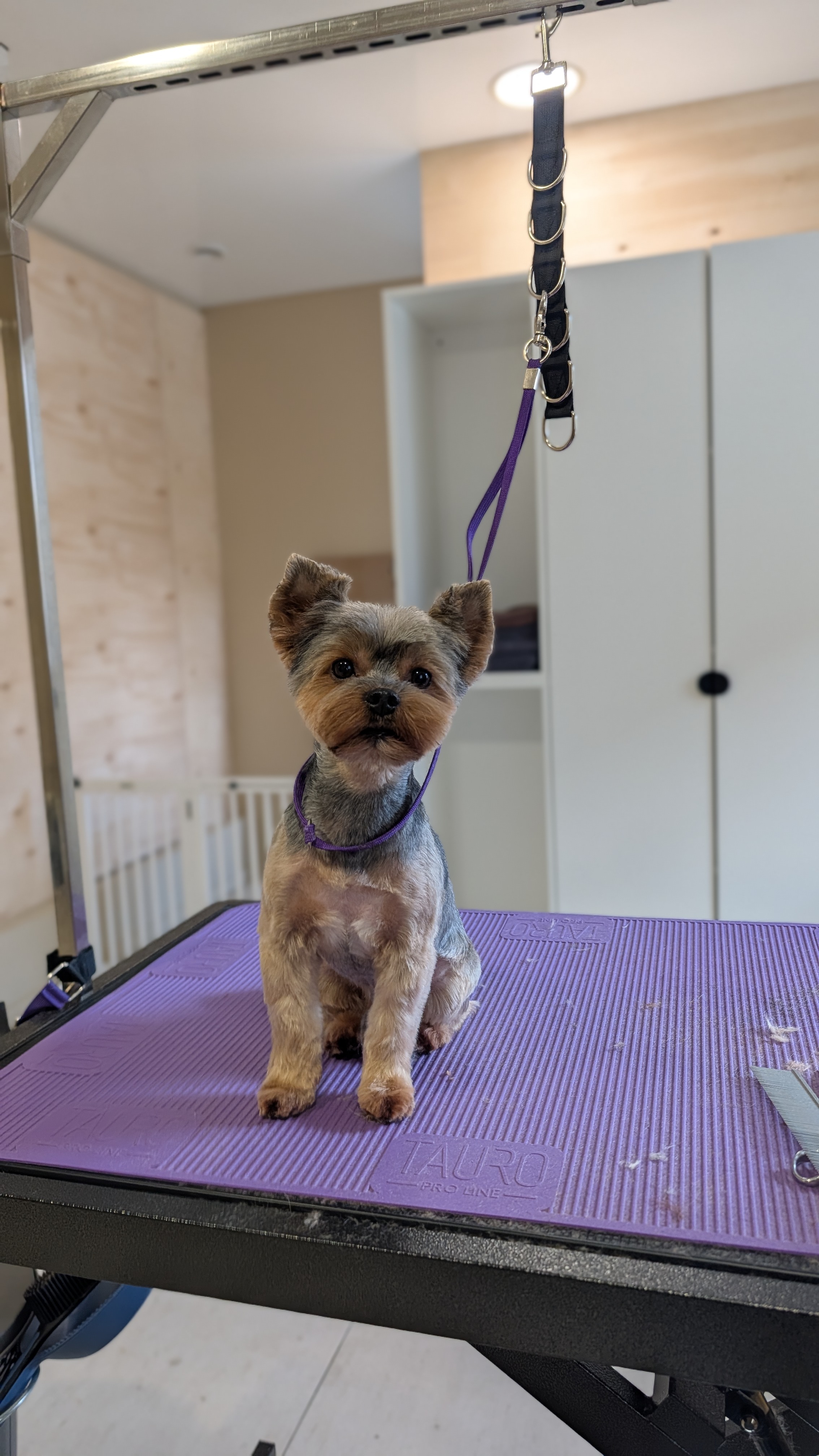 Jorkšyro terjerų (yorkshire terrier) kirpimas