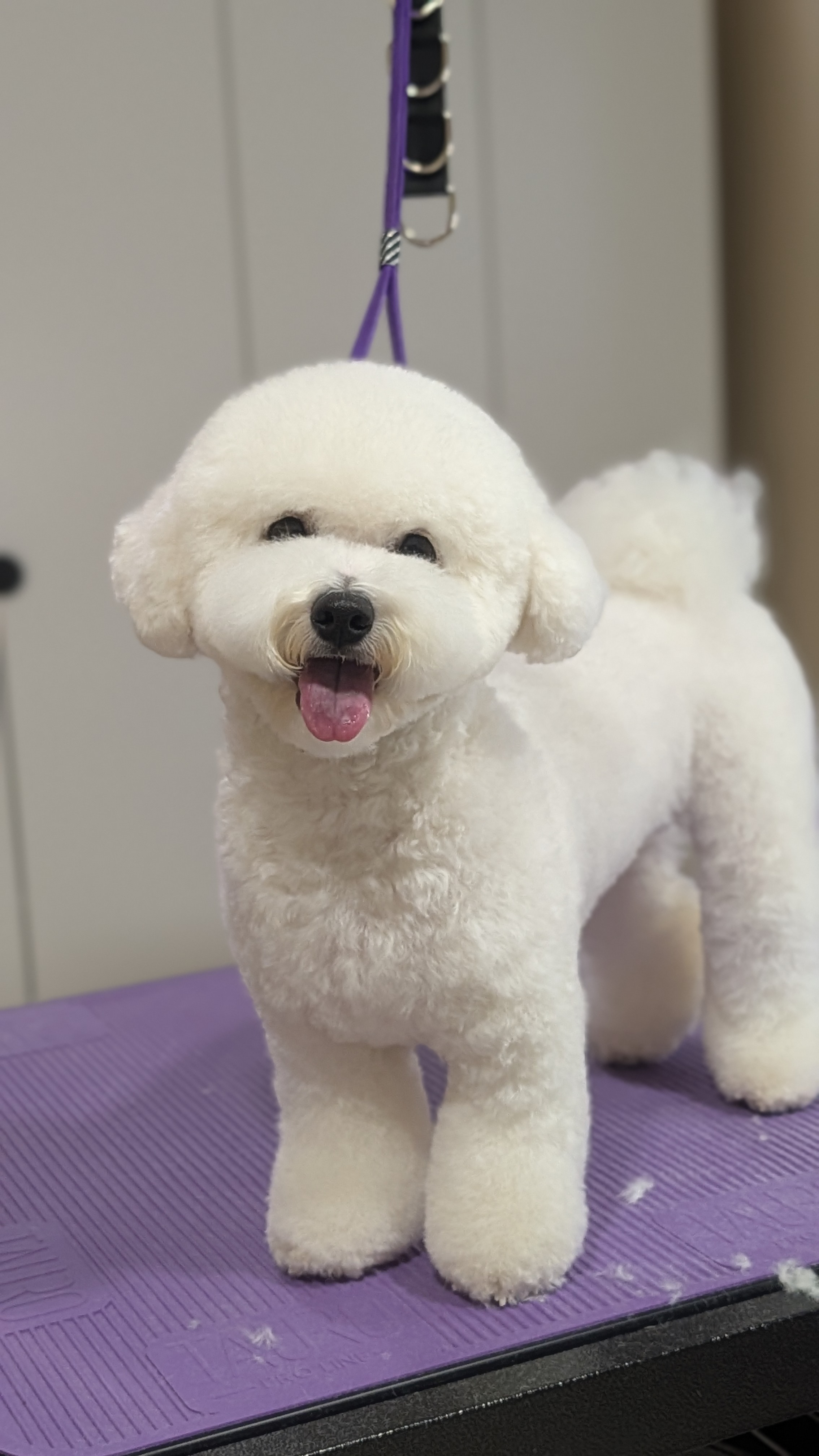 Maltos bišonų (maltese bichon) kirpimas