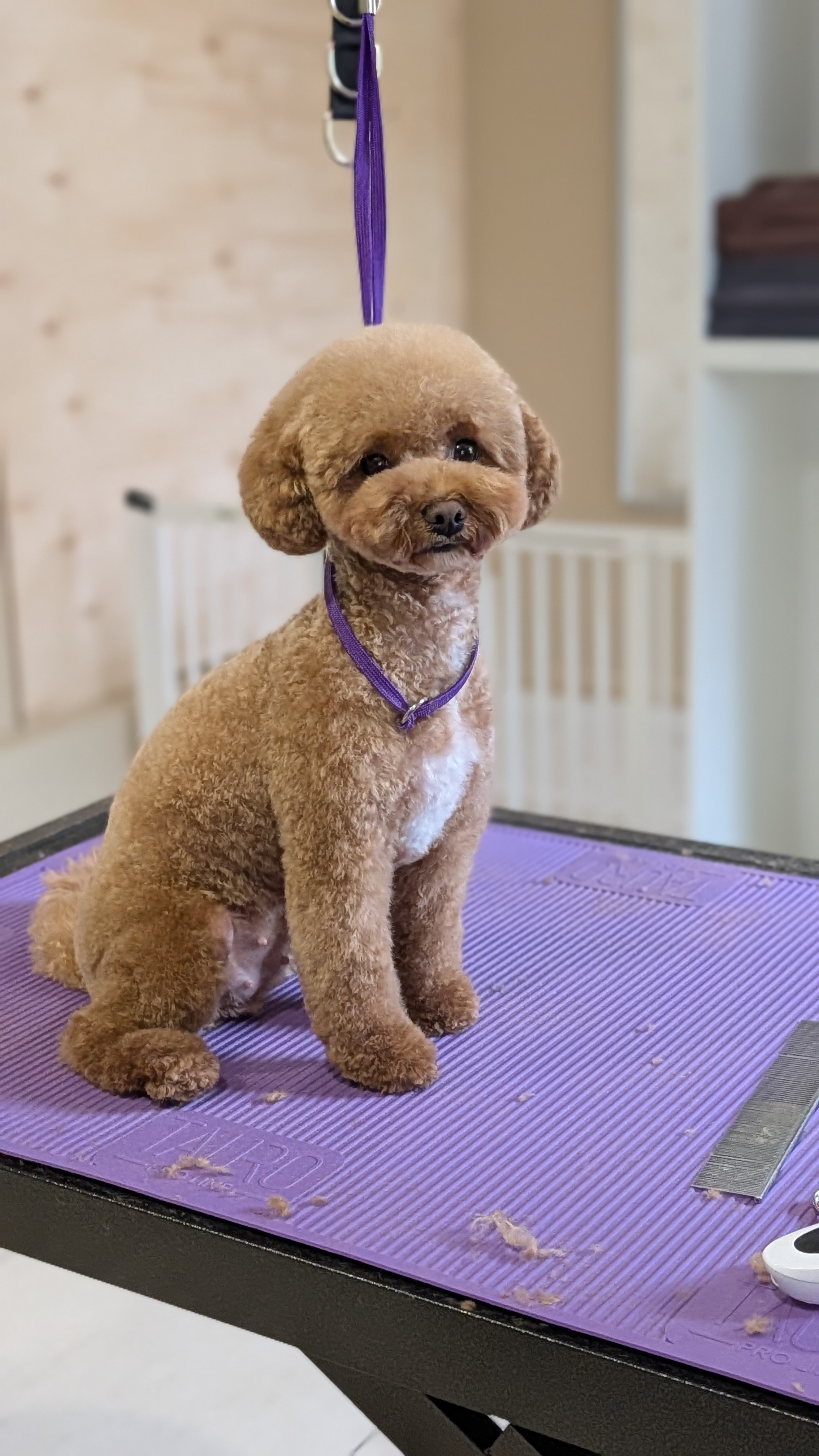 Toy pudelių (toy poodle) kirpimas