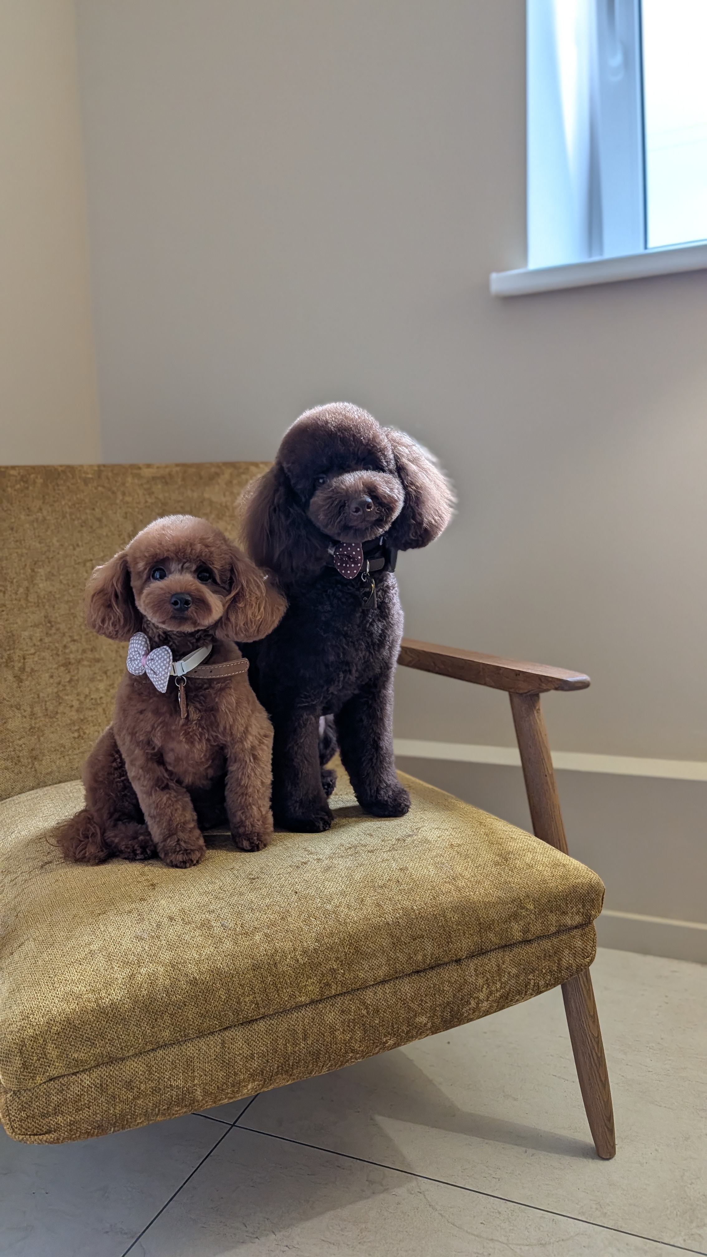 Toy pudelių (toy poodle) kirpimas