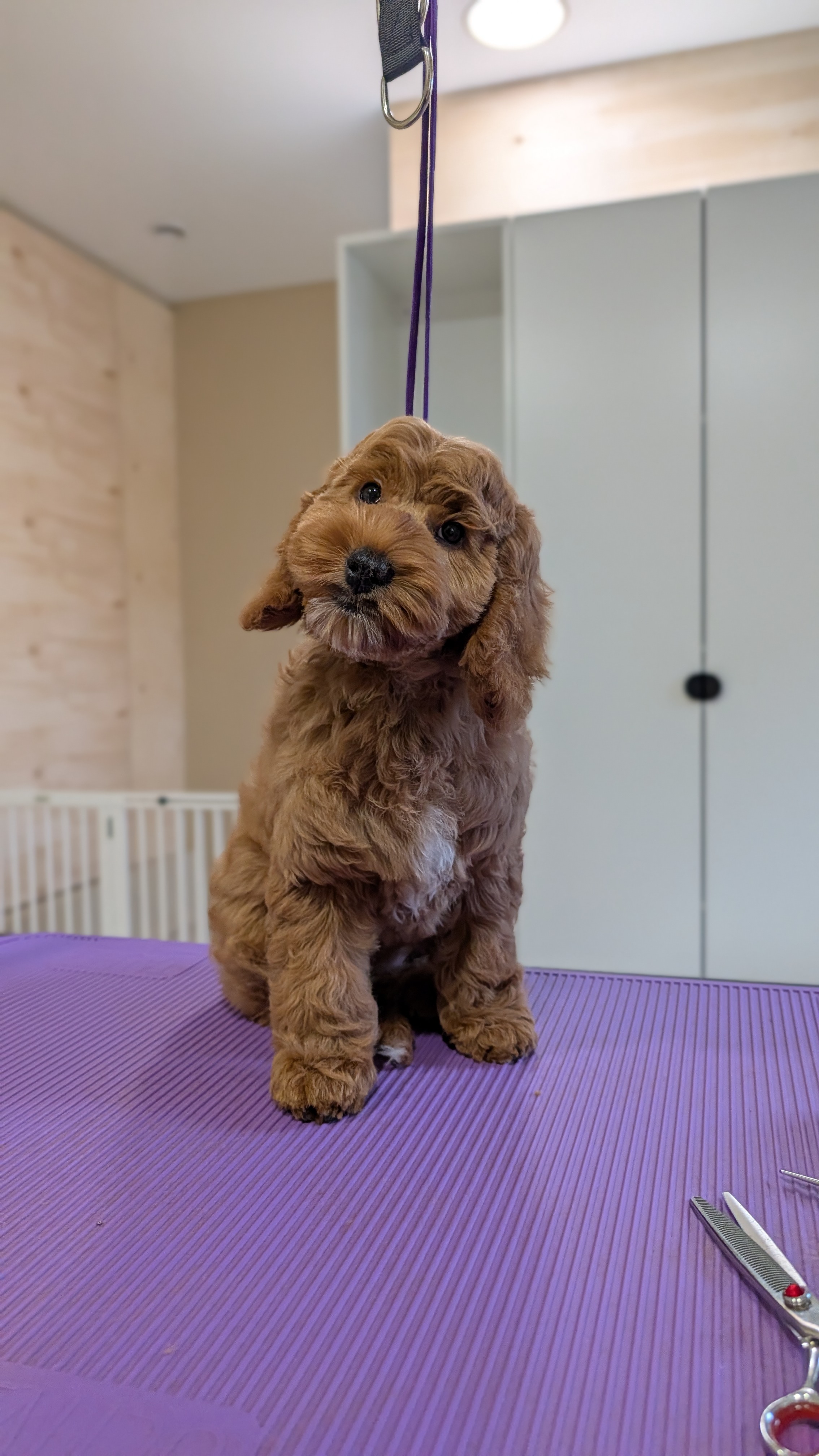 Cockapoo kirpimas