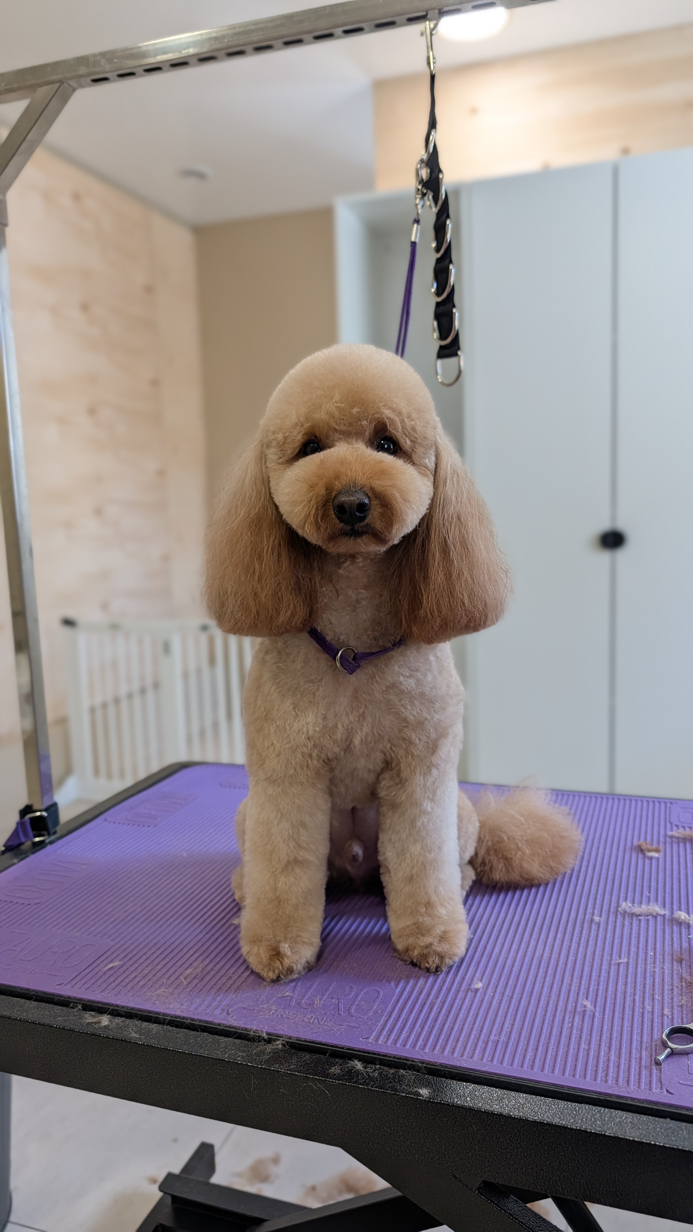 Nykštukinių pudelių (miniature poodle) kirpimas