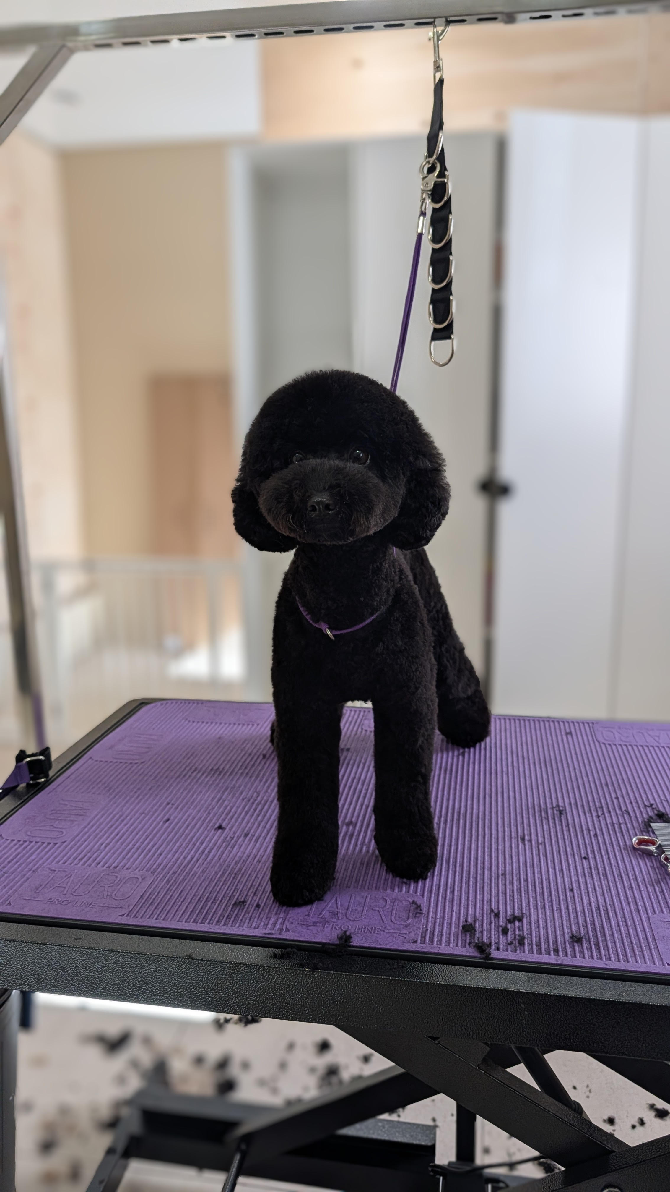 Nykštukinių pudelių (miniature poodle) kirpimas