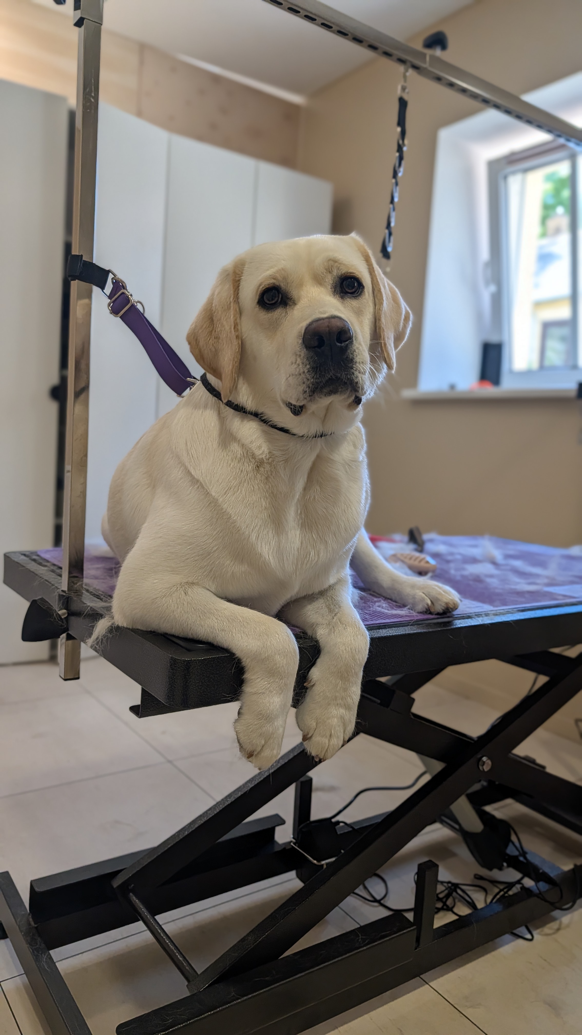 Labradorų (labrador) nukailinimas