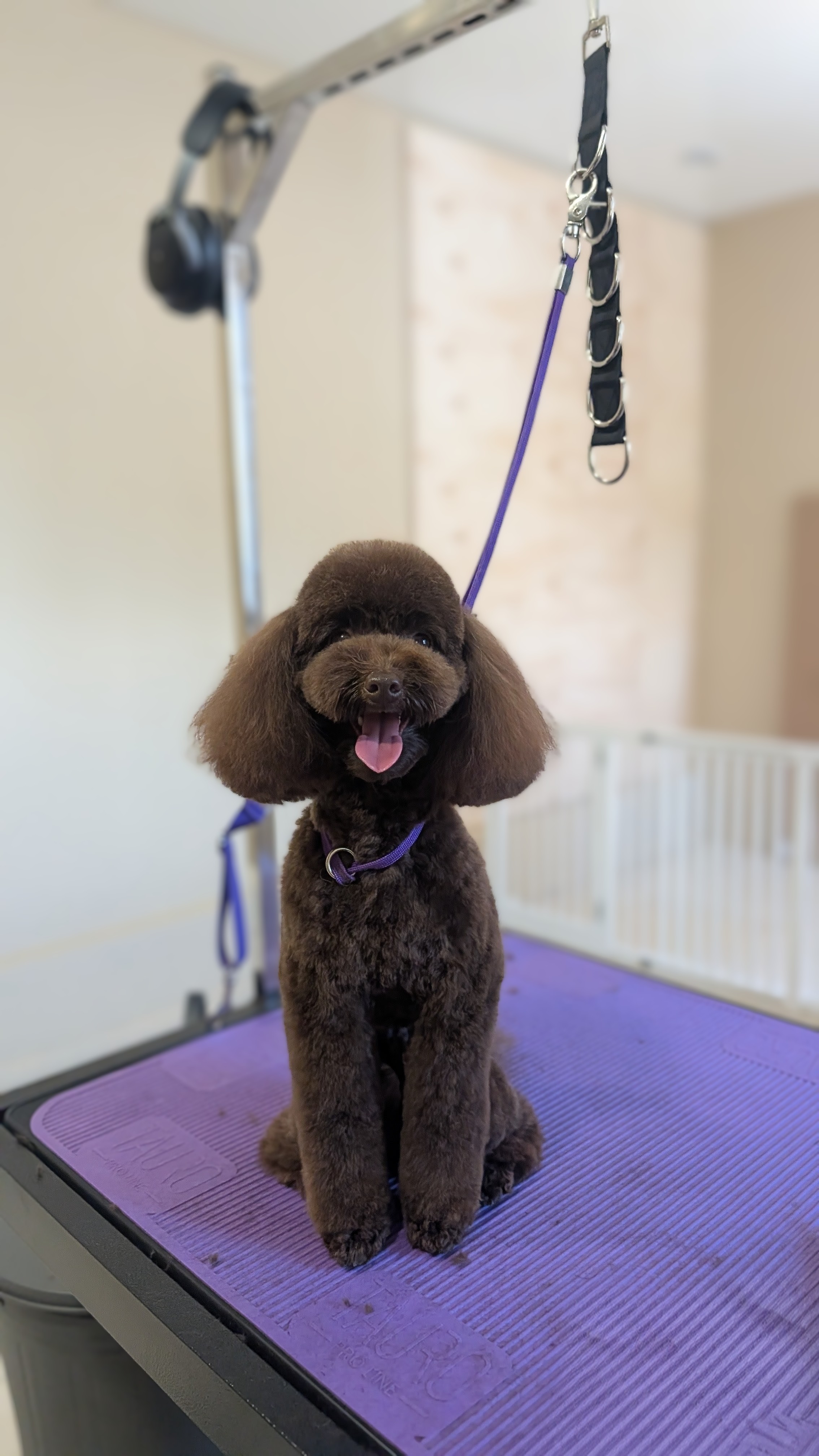Nykštukinių pudelių (miniature poodle) kirpimas