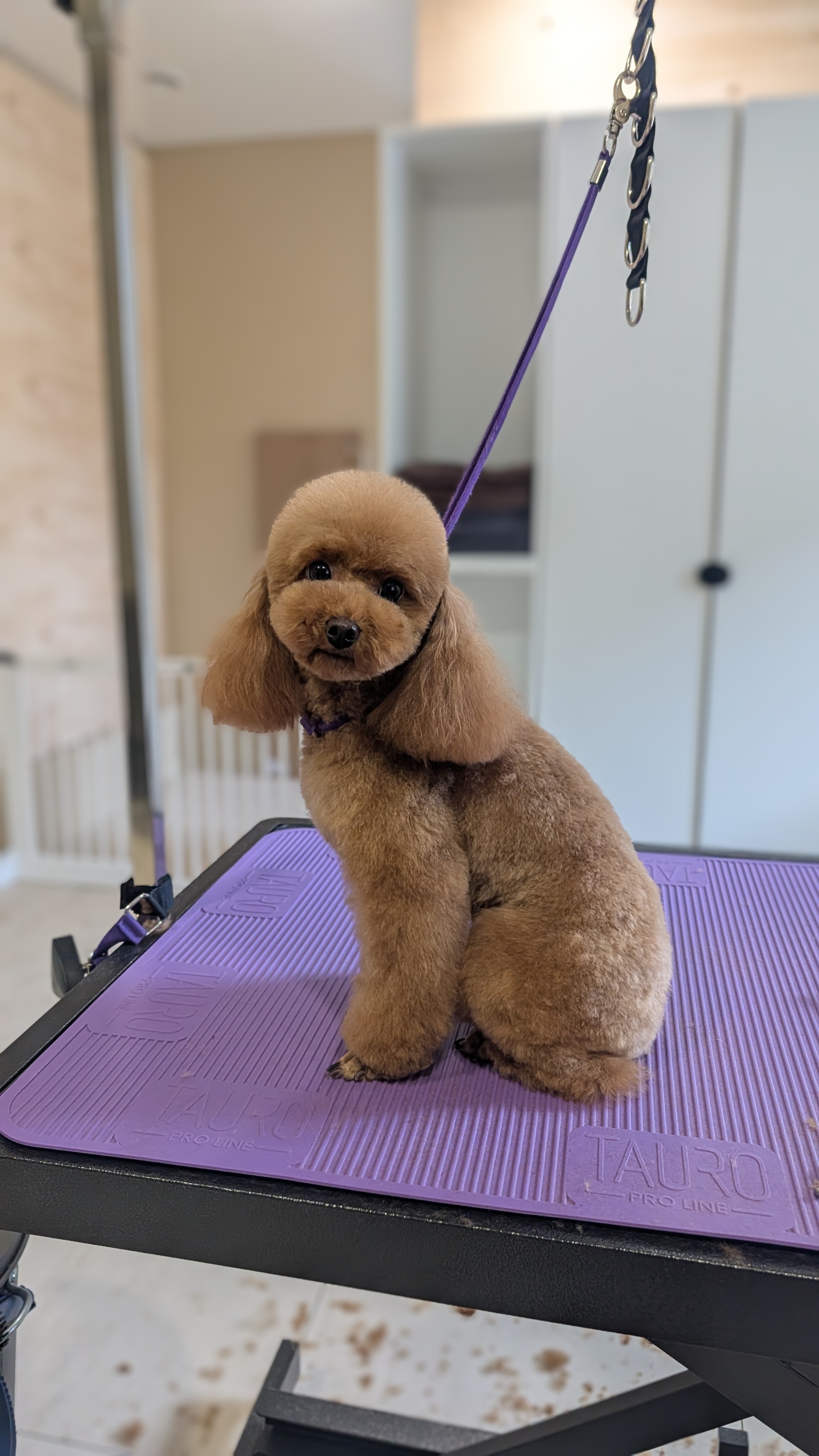 Nykštukinių pudelių (miniature poodle) kirpimas